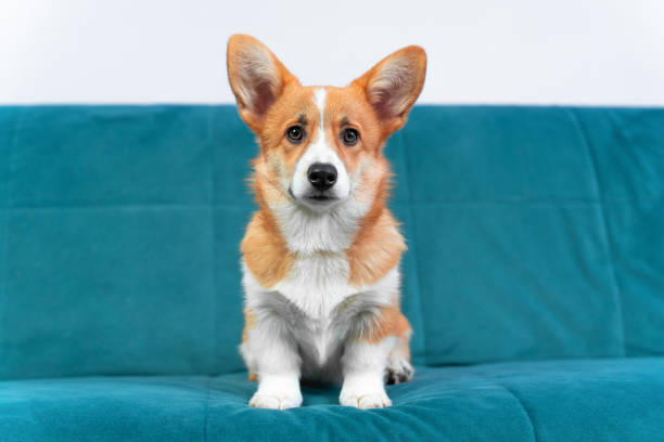 Lovely Welsh corgi Pembroke or cardigan puppy of red color with smart look obediently sits on blue couch, front view, copy space. Big-eared pet poses for veterinary advertisement. stock photo