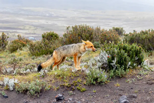 Andean fox in natural habitat of highland paramo in Cotopaxi national park, Ecuador