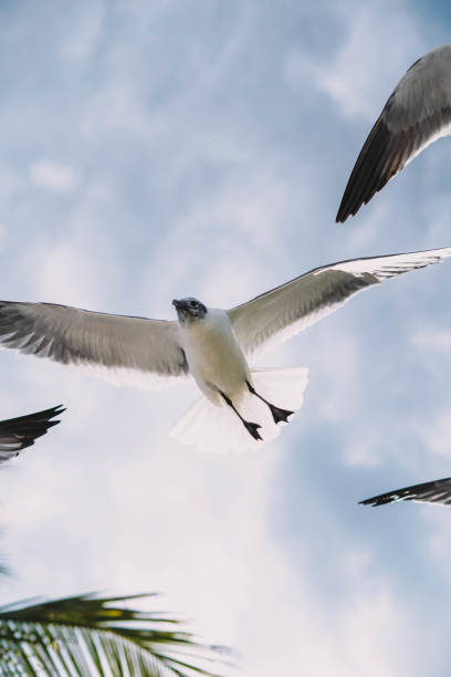 istock Seagulls in flight on a tropical Caribbean beach 1391319160
