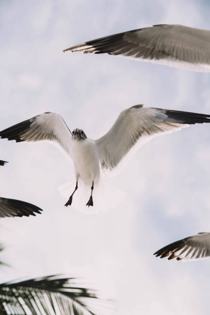 istock Seagulls in flight on a tropical Caribbean beach 1391319161