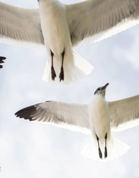 istock Seagulls in flight on a tropical Caribbean beach 1391319170