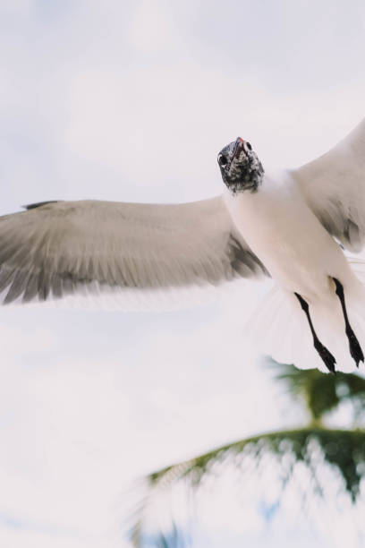 istock Seagulls in flight on a tropical Caribbean beach 1391319177