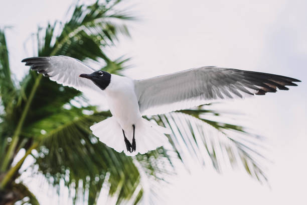 istock Seagulls in flight on a tropical Caribbean beach 1391319194