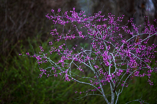 Purple redbud trees blooming in Spring