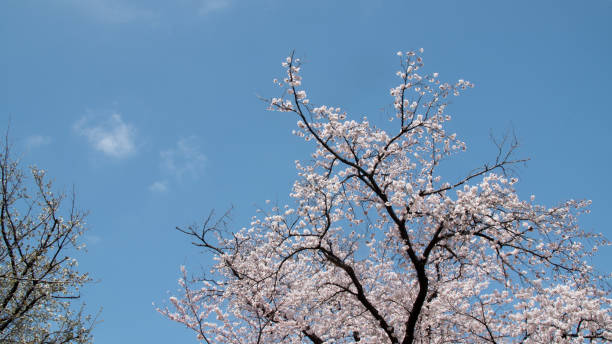 istock Sakura cherry blossoms rustling under the blue sky and clouds in Japan 1391322728