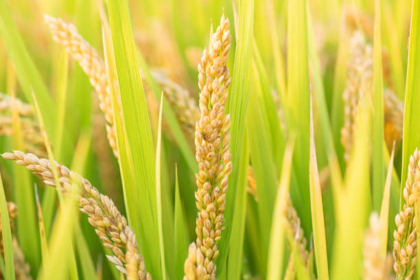 orelha dourada de arroz no campo de arroz - grain ear - fotografias e filmes do acervo