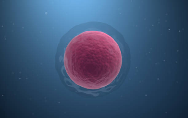 Biological cells with blue background, 3d rendering. Biological cells with blue background, 3d rendering. Computer digital drawing. human egg stock pictures, royalty-free photos & images