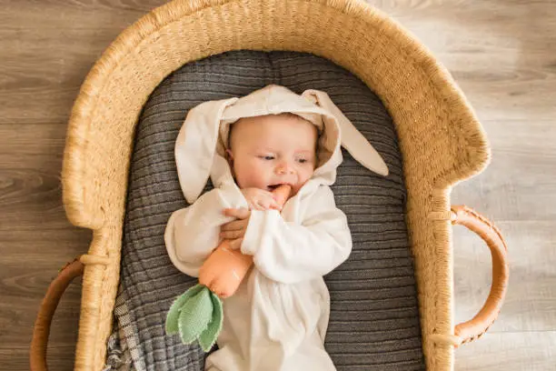 Photo of A 16-Week-Old Snuggle Bunny Baby Boy Wearing a White Bunny Outfit in a Cozy Seagrass Moses Basket Chewing on His Carrot