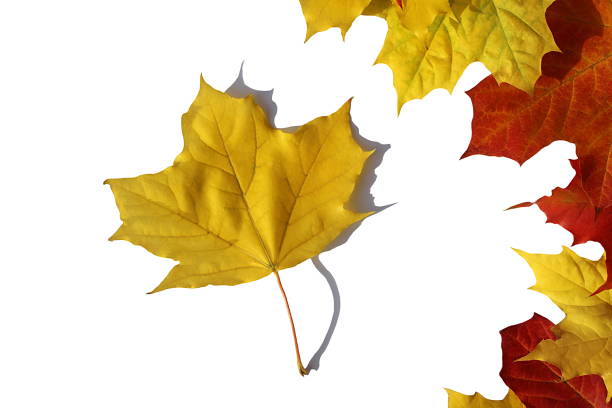 Autumn Yellow Leaves Close Up