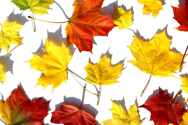 Texture from beautiful autumn leaves on a white isolated background.