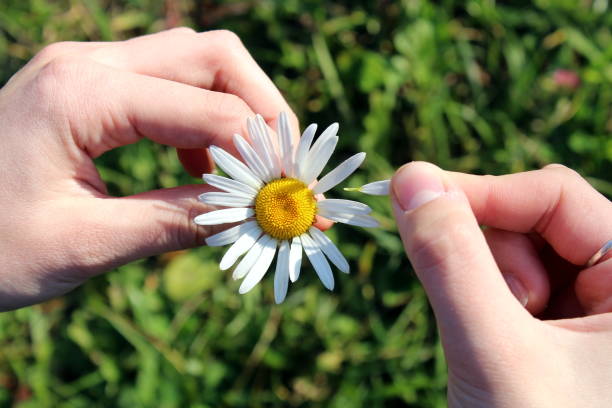 istock Women's hands hold one chamomile and guess a loved one 1391337277