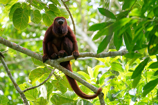 a monkey hangs from a tree in northern Colombia