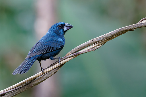 a Grosbeak searches for food near Minca, Colombia