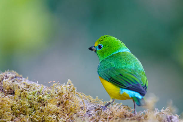 azul-cancã chlorophonia - wild birds - fotografias e filmes do acervo