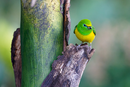 a bird feeds near Minca, Colombia