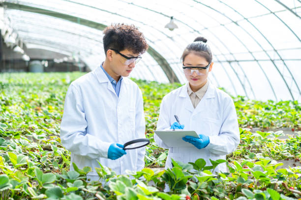 istock Two asian agricultural technicians are working in a greenhouse 1391339692