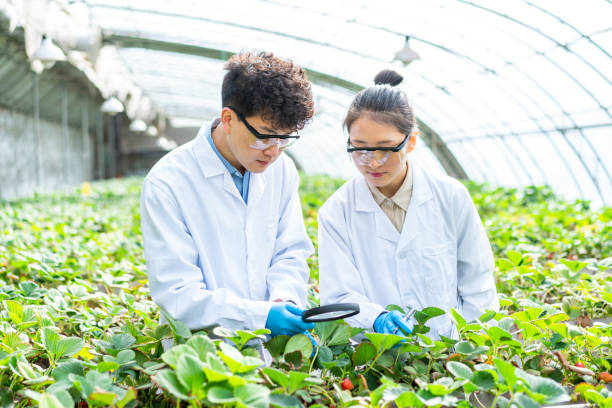 istock Two asian agricultural technicians are working in a greenhouse 1391339694