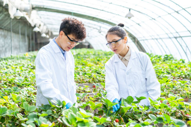istock Two asian agricultural technicians are working in a greenhouse 1391339696