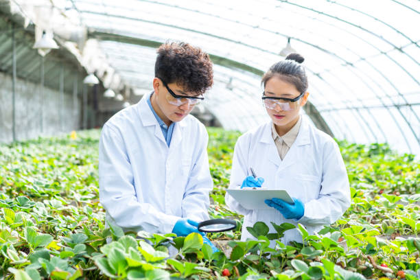 istock Two asian agricultural technicians are working in a greenhouse 1391339701