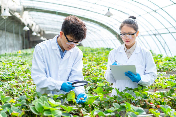 istock Two asian agricultural technicians are working in a greenhouse 1391339704