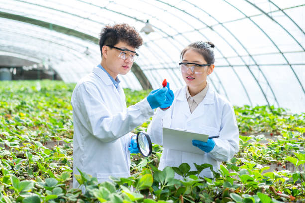 istock Two asian agricultural technicians are working in a greenhouse 1391339705