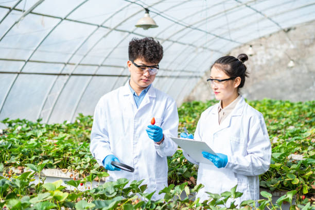 istock Two asian agricultural technicians are working in a greenhouse 1391339715