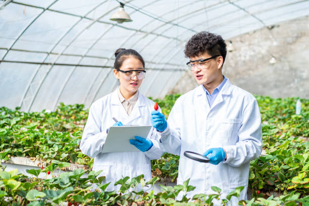 istock Two asian agricultural technicians are working in a greenhouse 1391339728