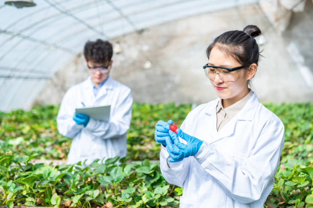 istock Two asian agricultural technicians are working in a greenhouse 1391339735