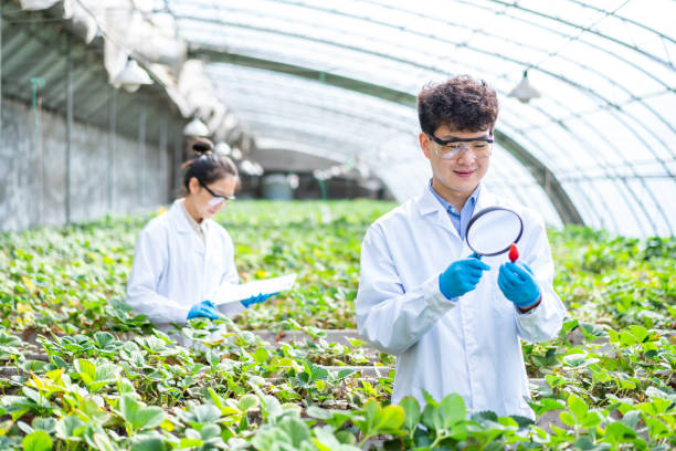 istock Two asian agricultural technicians are working in a greenhouse 1391340388