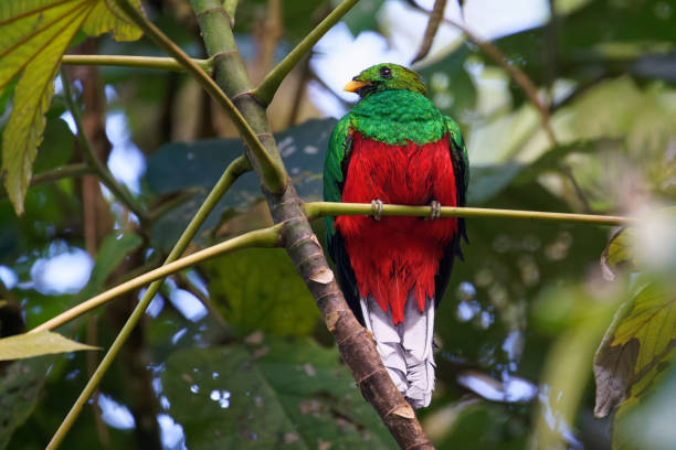 istock White-tipped Quetzal 1391340406