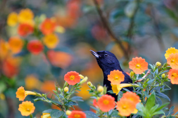 istock White-sided Flower piercer male 1391340410