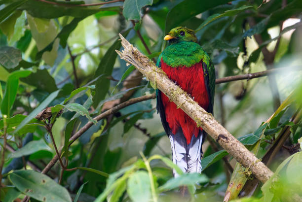 istock White-tipped Quetzal 1391340413