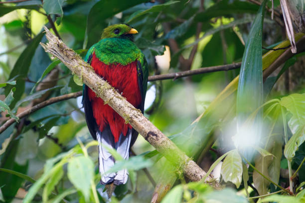 istock White-tipped Quetzal 1391340415