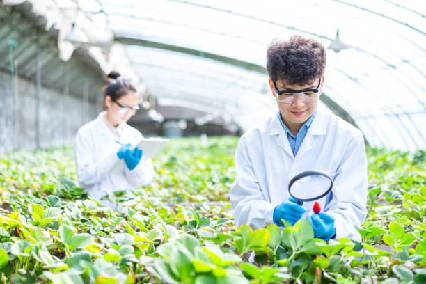 istock Two asian agricultural technicians are working in a greenhouse 1391340458
