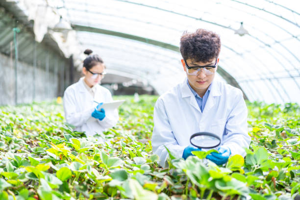 istock Two asian agricultural technicians are working in a greenhouse 1391340461
