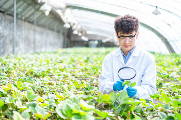 istock Asian agricultural technician is working in a greenhouse 1391340462