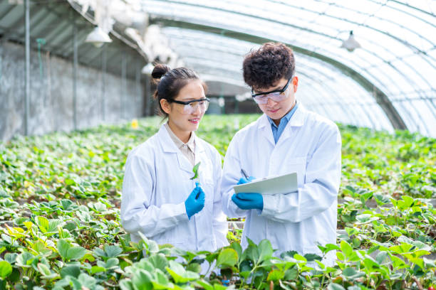 istock Two asian agricultural technicians are working in a greenhouse 1391340475
