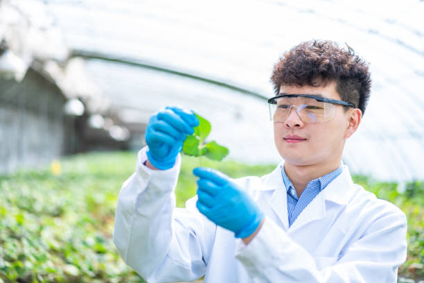 istock Asian agricultural technician is working in a greenhouse 1391340510