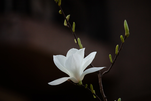Branch with wonderful white magnolia flowers in early spring