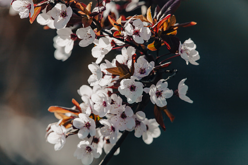 Spring Sakura blossom