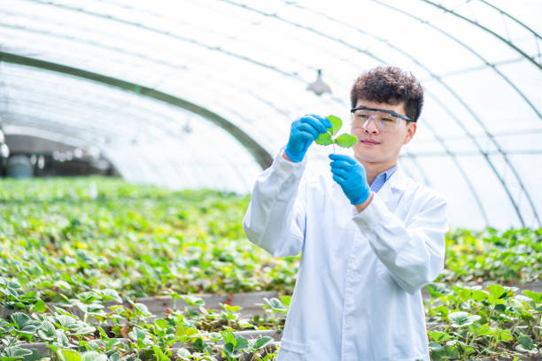 istock Asian agricultural technician is working in a greenhouse 1391340553