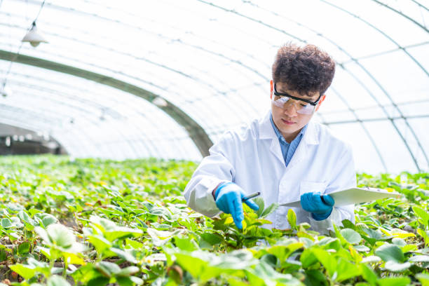 Asian agricultural technician is working in a greenhouse