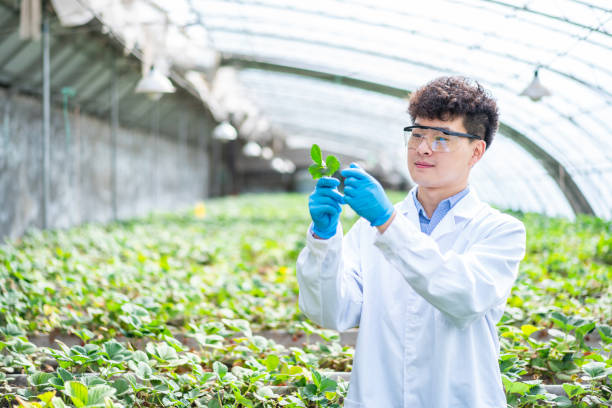 istock Asian agricultural technician is working in a greenhouse 1391340616