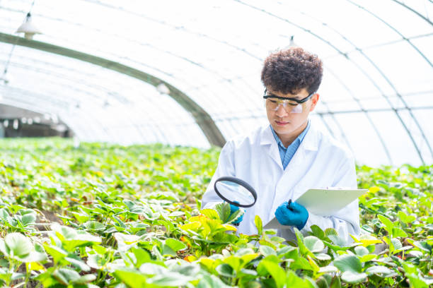 istock Asian agricultural technician is working in a greenhouse 1391340639