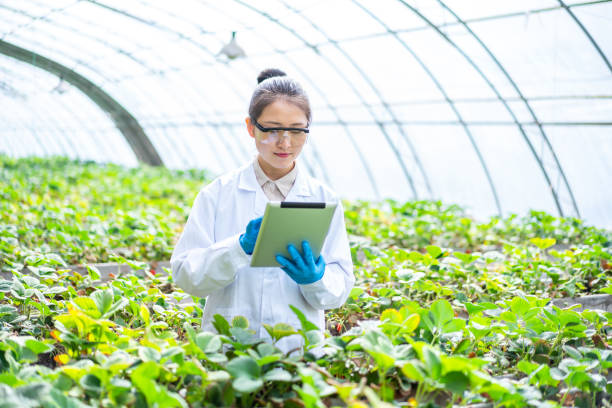 istock Asian agricultural technician is working in a greenhouse 1391340711