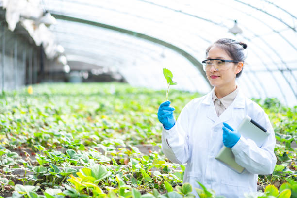 istock Asian agricultural technician is working in a greenhouse 1391340722