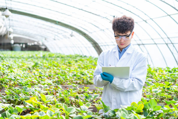 istock Asian agricultural technician is working in a greenhouse 1391340764