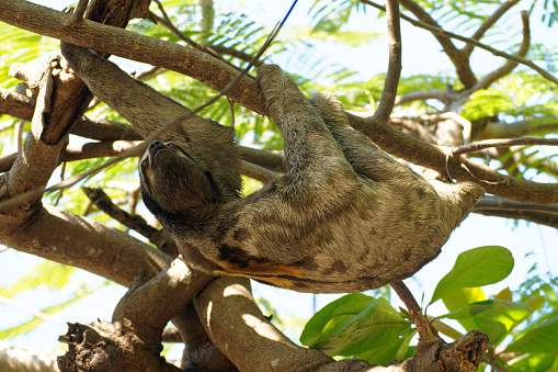 a Sloth climbs through a tree in northern Colombia