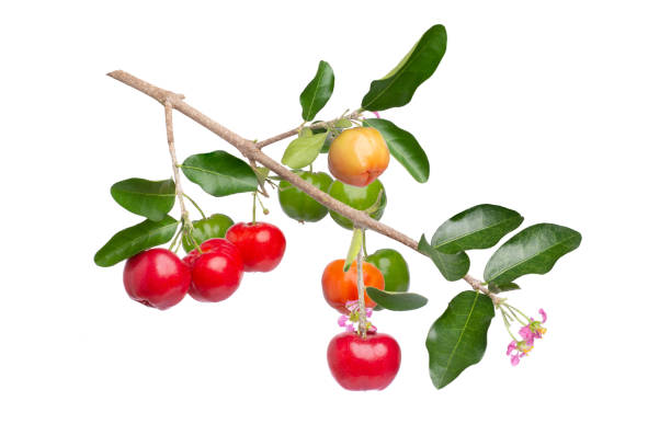 istock Fresh acerola cherry  isolated on white background 1391341574