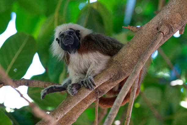 a Tamarin rests in a tree in northern Colombia